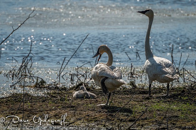 Two cygnets