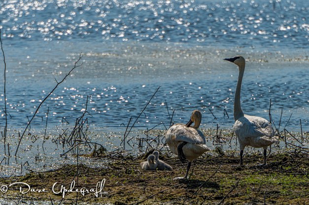 Two Cygnets