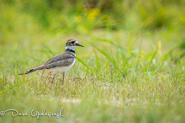 A little Killdeer