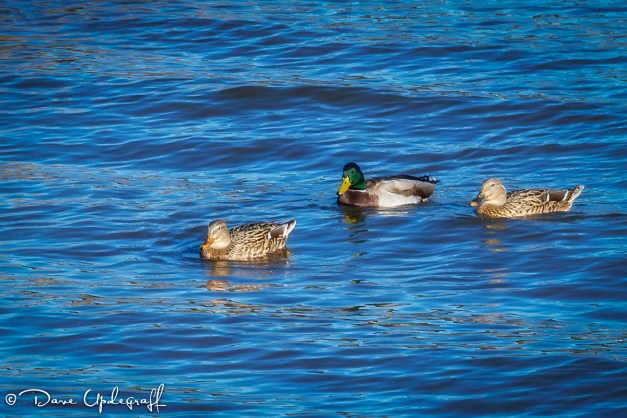 Ducks, ducks, and ducks
