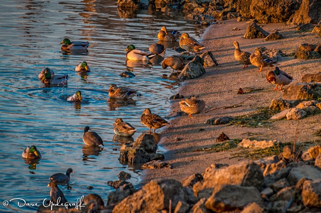 Just a bunch of ducks