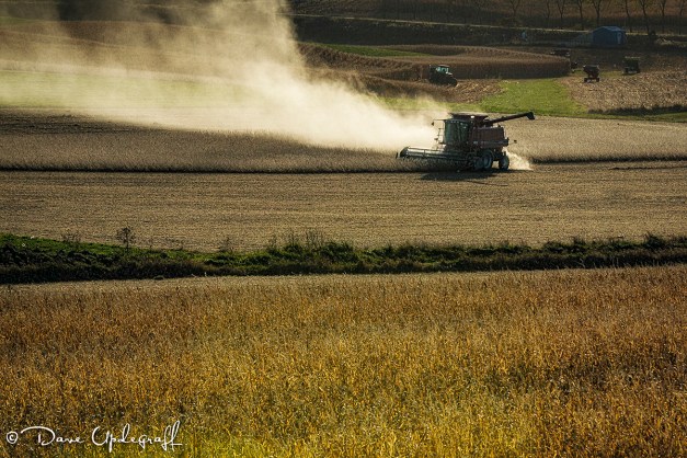 Harvesting the crop