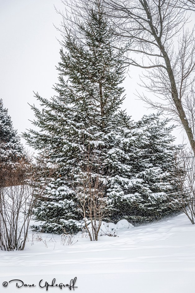 Snowy Treee on New Year's Day