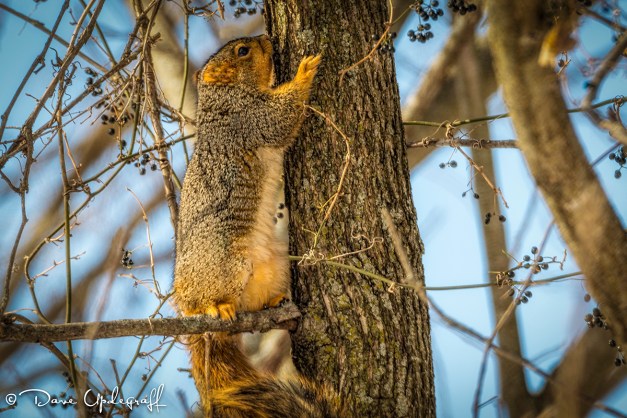 One clever little squirrel