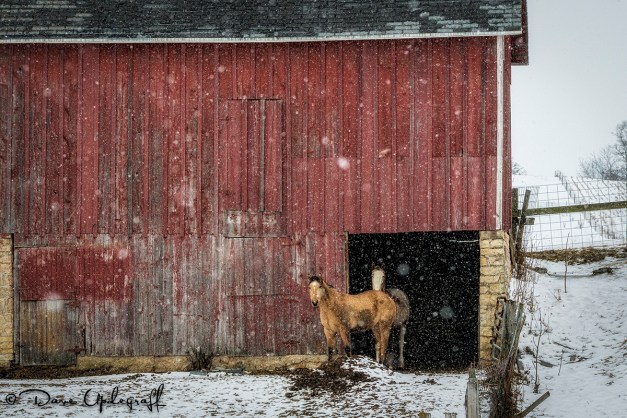 Horses in the wind and snow