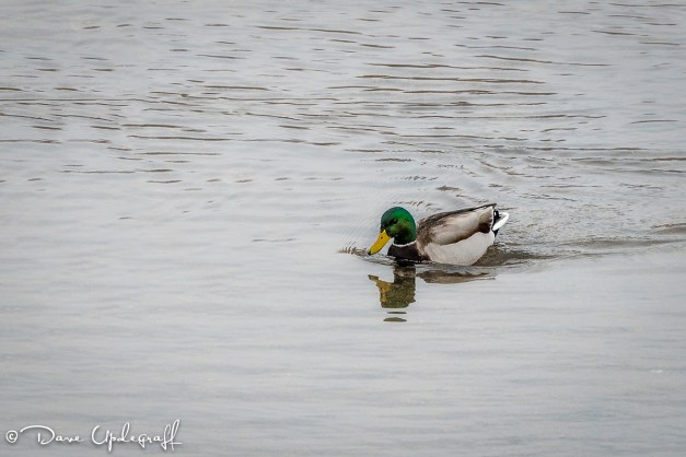 Male Mallard Duck
