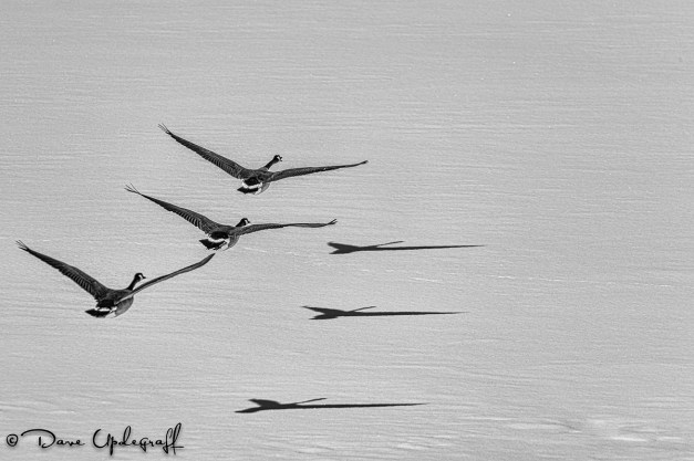 Fabulous Flying Fowl