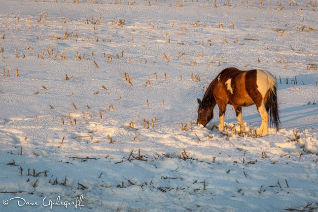 A horse searches for food