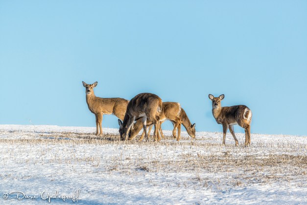 Herd of Deer