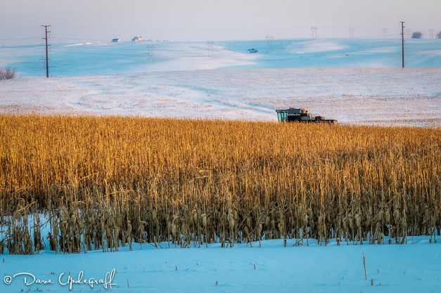 Combine in a corn field
