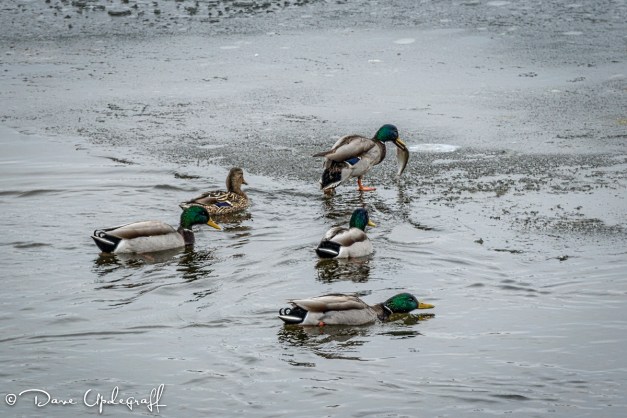 A duck with his catch
