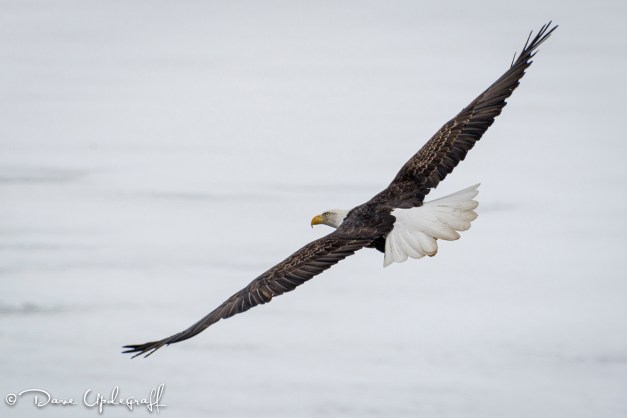 Eagle Soaring