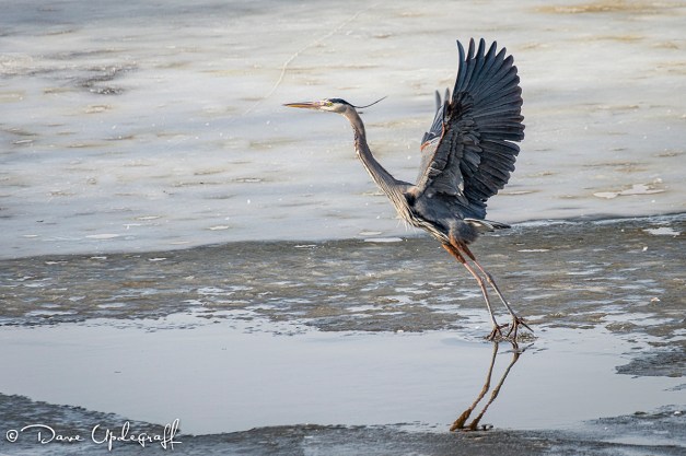 Blue Heron Taking Off