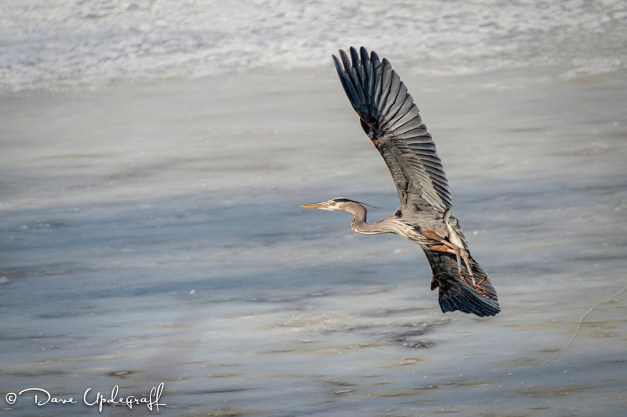 Blue Heron On His Way