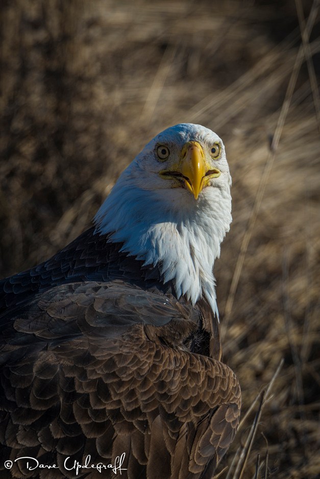 Eagle looking at you