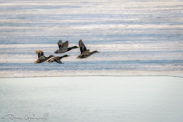 Ducks in formation