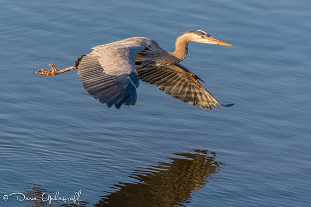 Blue Heron