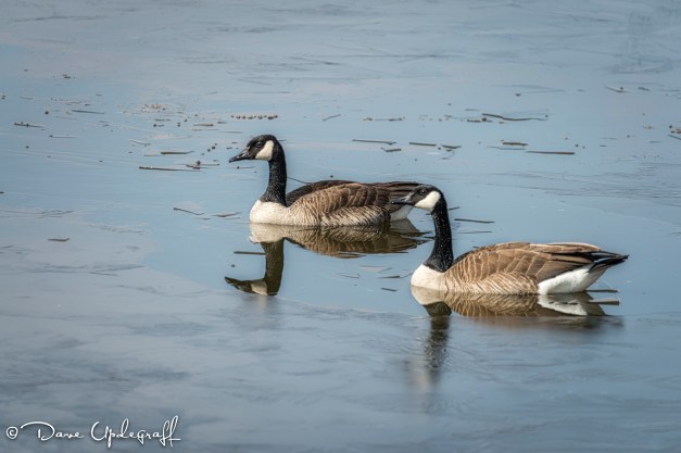 Geese at the Duck Pond