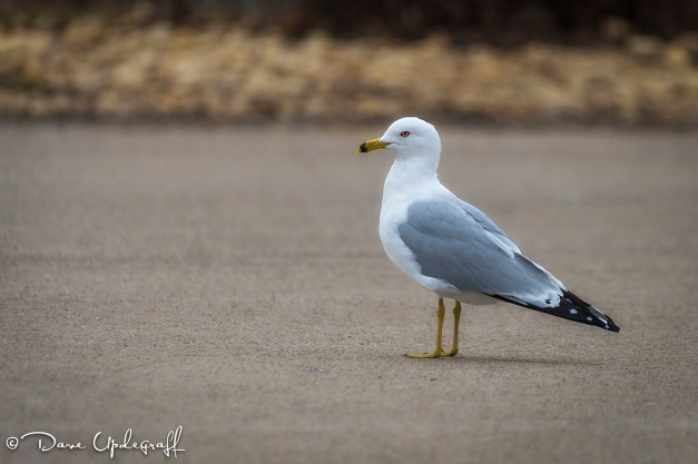 Ring-Billed Gull