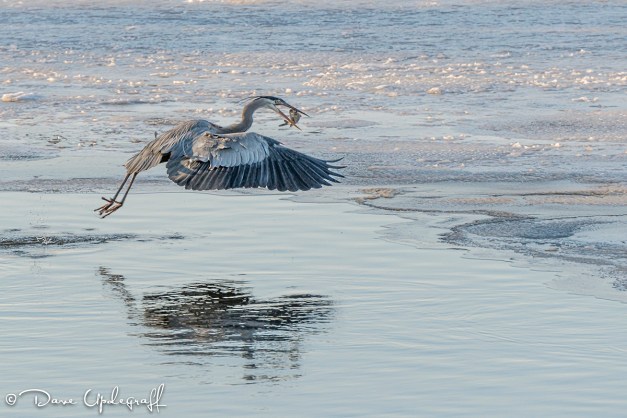 Dinner time for the Heron