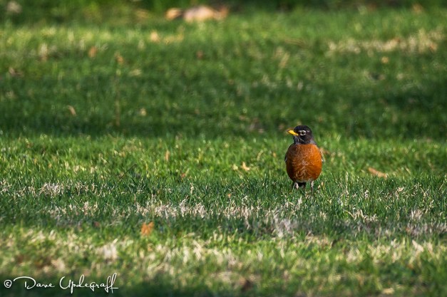 Spring Robin