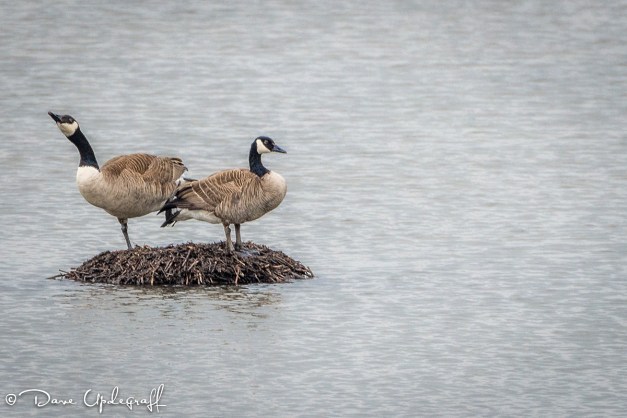 Geese on a mound