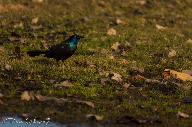Common Grackle