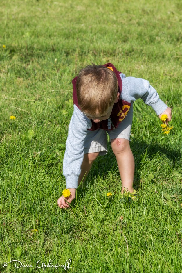 Joshua picks some flowers