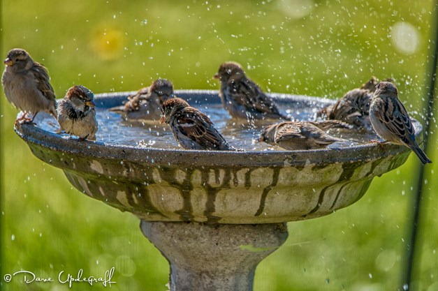 Birds Frolicking in the water