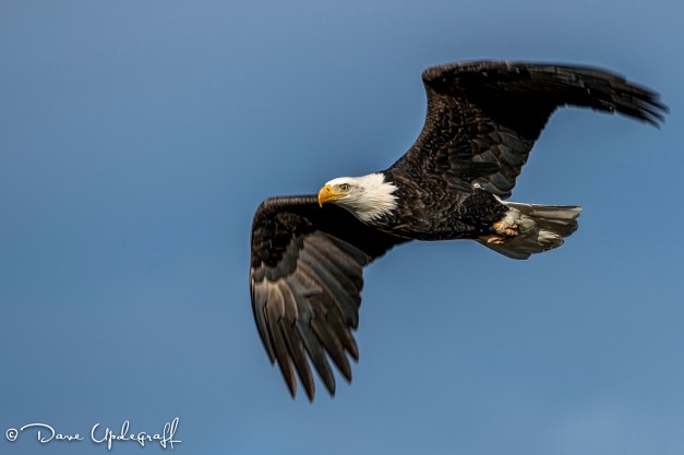 Eagle Flying