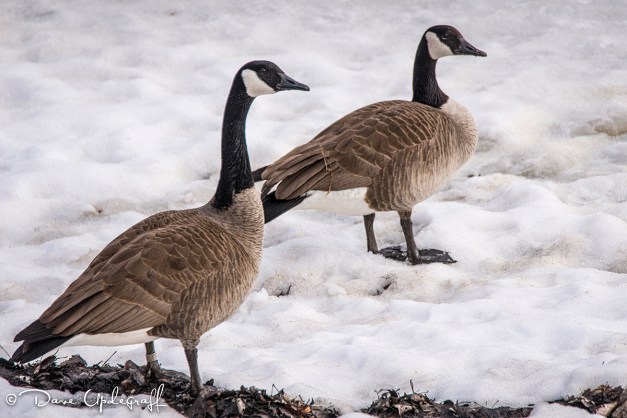 Canadian Geese