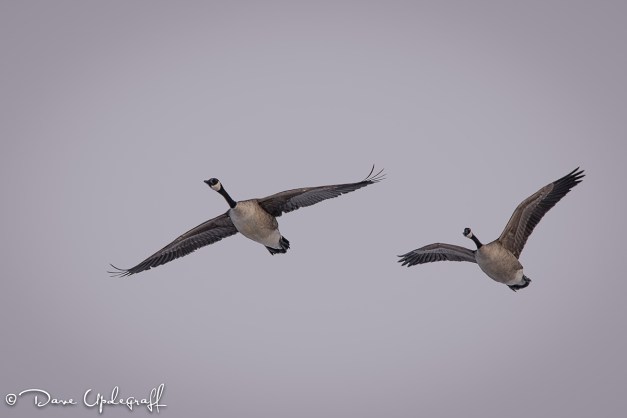 Flying Canadian Geese