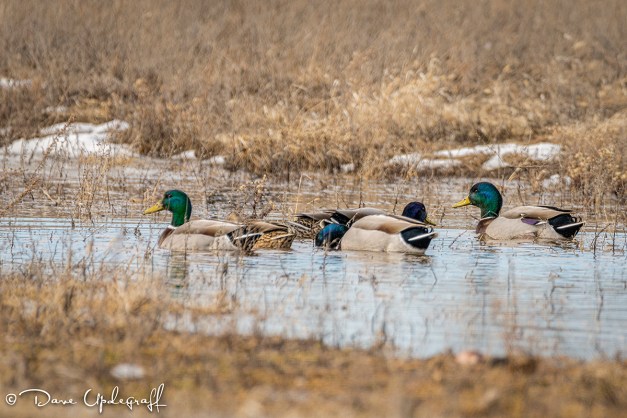 Mallard Ducks
