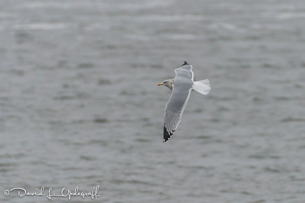 January-19-2016-01-15-16