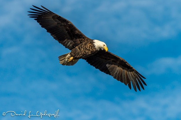 January-31-2016-01-29-2016-A