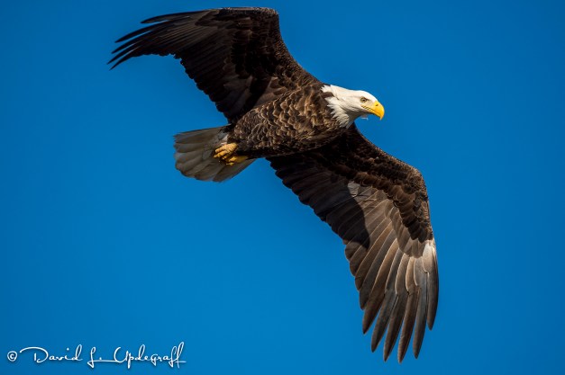 January-31-2016-01-29-2016-CV