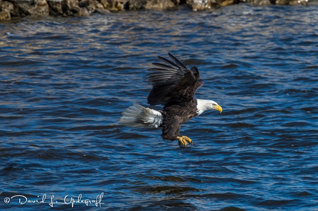 February-01-2016-01-29-2016-3A