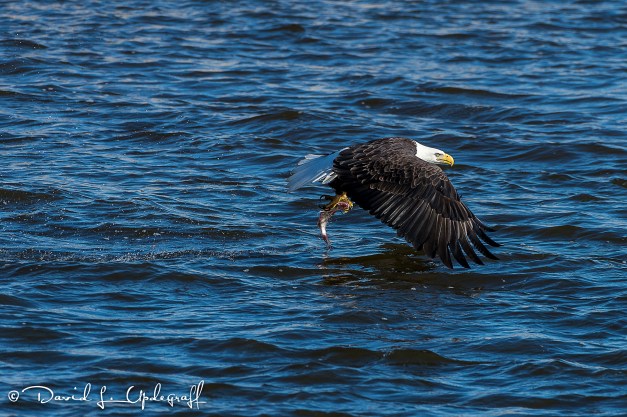 February-01-2016-01-29-2016-7A