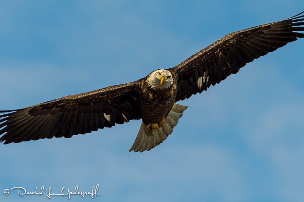 February-06-2016-01-31-16