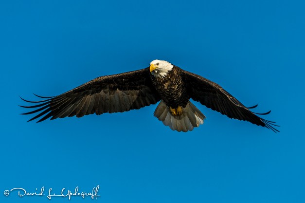 February-07-2016-01-31-16