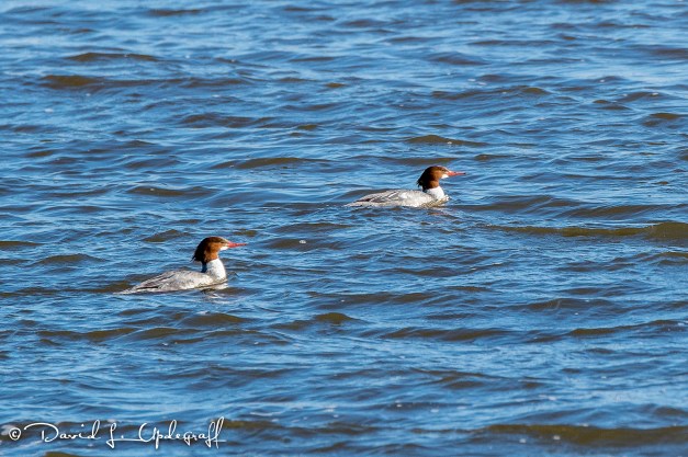 February-09-2016-01-29-16