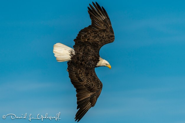 February-27-2016-01-29-2016-A