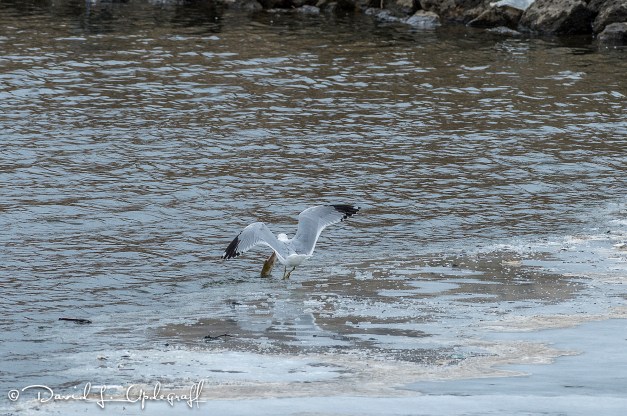 March-08-2016-03-05-16-A