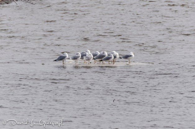 March-11-2016-03-06-16-C