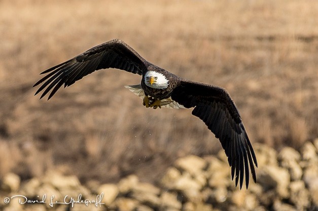 March-20-2016-03-06-2016-C