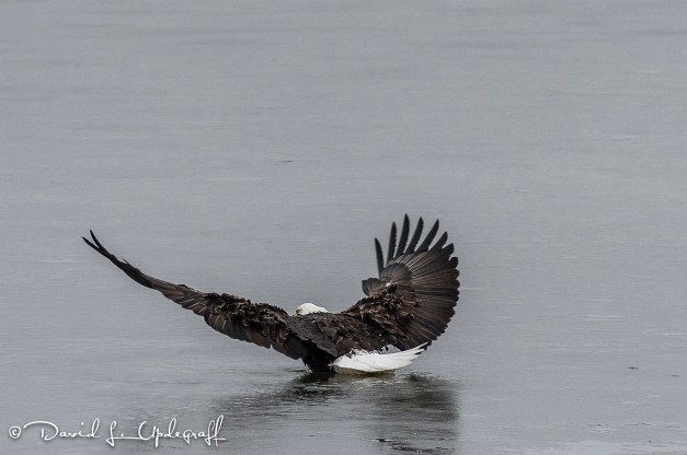 March-25-2016-03-05-16-BB