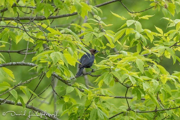 May-30-2016-05-20-16-CC