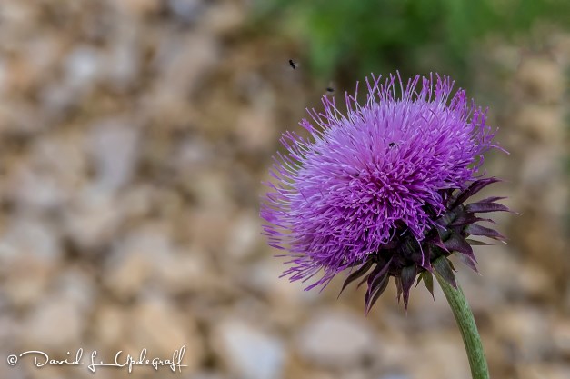 August-19-2016-08-13-16