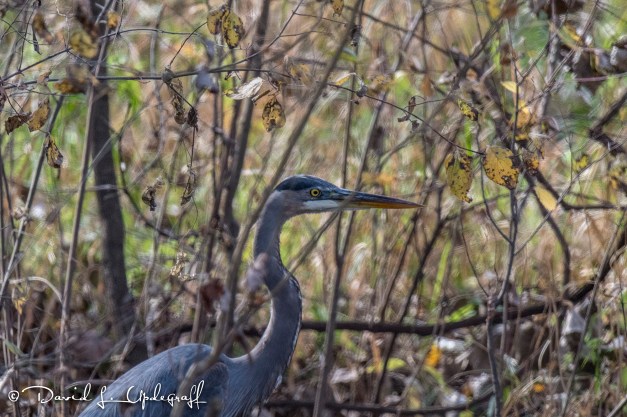 november-07-2016-gi-b